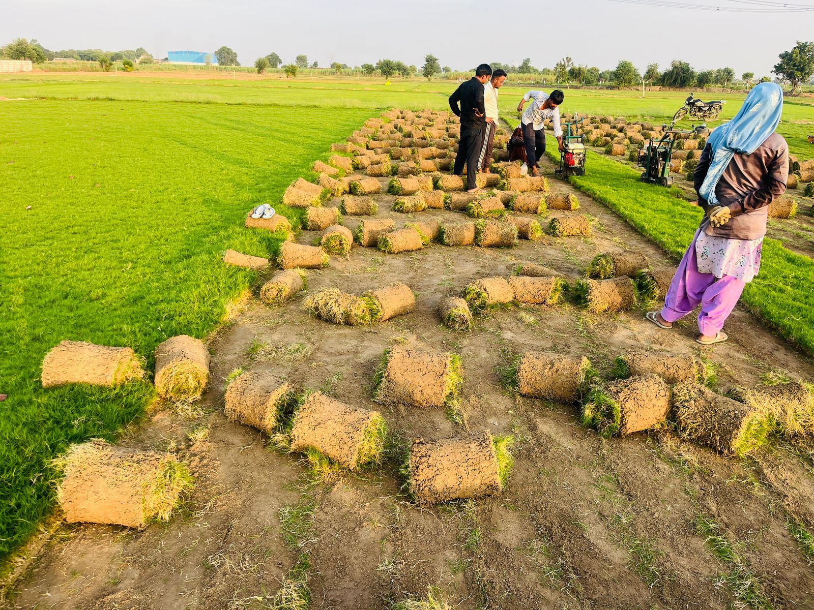 About Kavya Grass Nursery